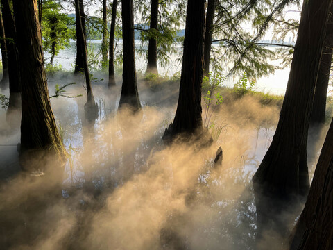 阳光照耀在杉树林云雾缭绕