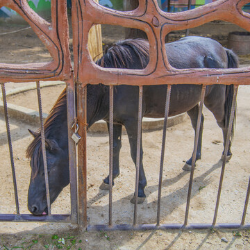 栏杆内的一匹黑色的四川矮马