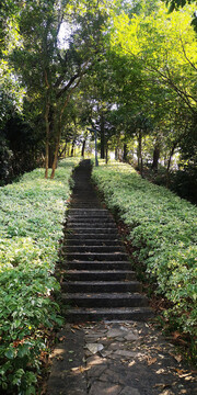 直通山顶的石板路