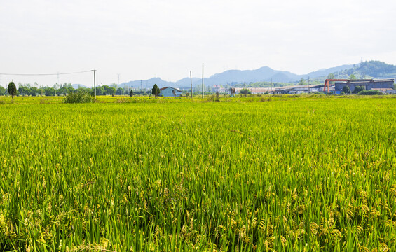 稻田稻谷