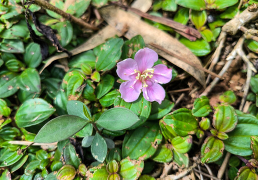 地稔花