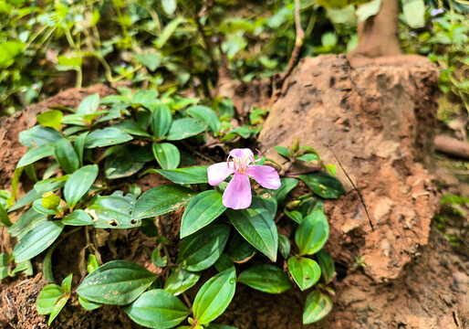 地稔花