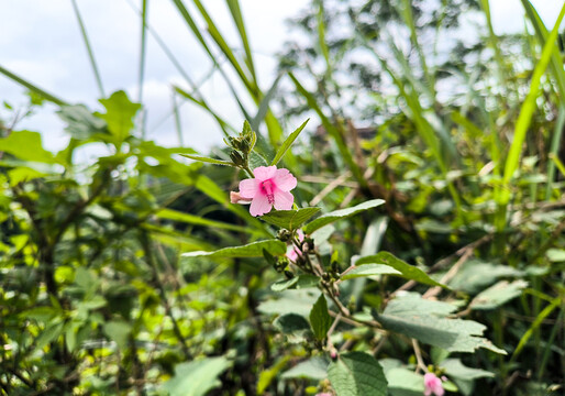 地桃花