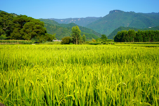 稻田