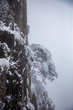冬季黄山崖壁松树