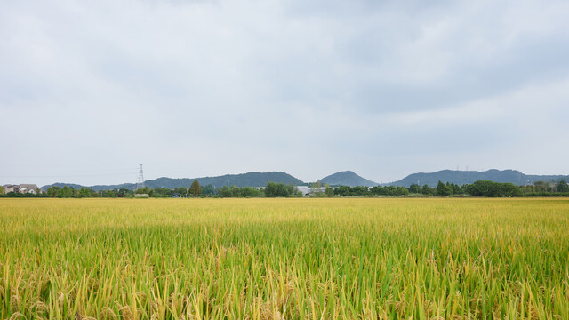 麦田与天空