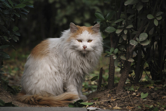 校园里的流浪猫