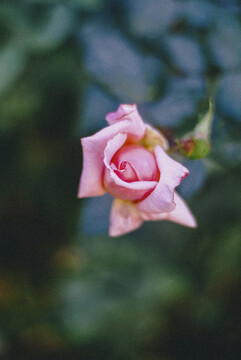 一朵粉色的蔷薇花