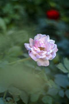 一朵粉色的蔷薇花