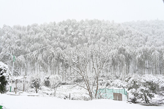 大雪