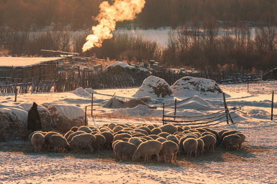 冬季山村羊群养殖
