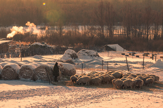 冬季东北民居羊群