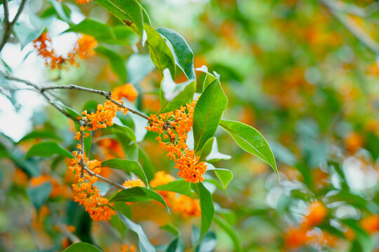 黄色桂花