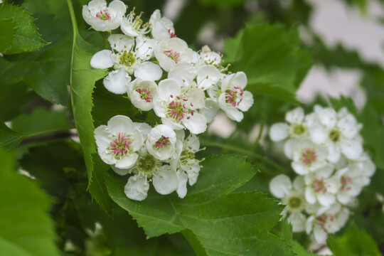 山楂花