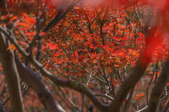 帽峰山红枫叶