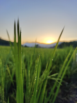 稻田晨露