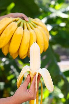 芭蕉小米蕉苹果蕉