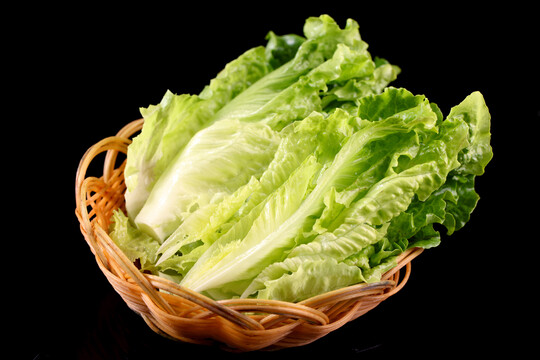 生菜