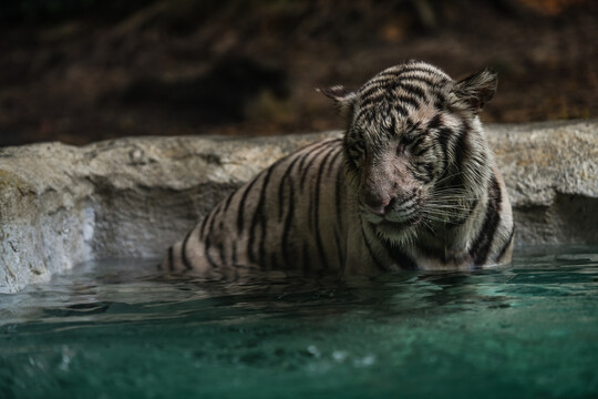 水池里的老虎