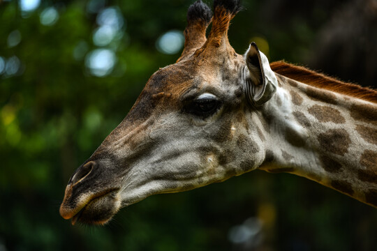 长颈鹿头部高清细节写真