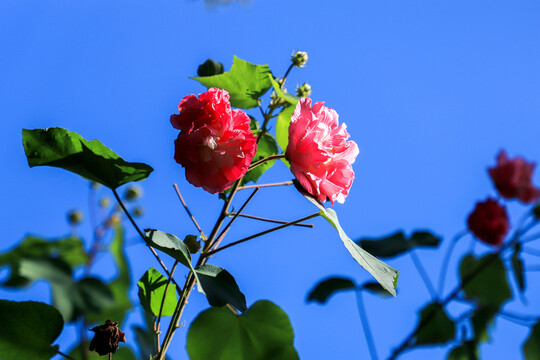 树林里的木芙蓉