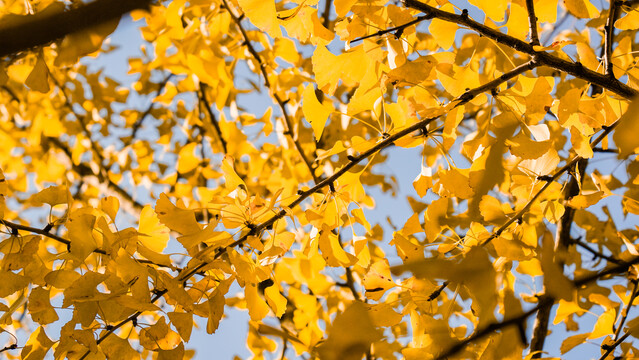 秋天黄色的银杏树叶