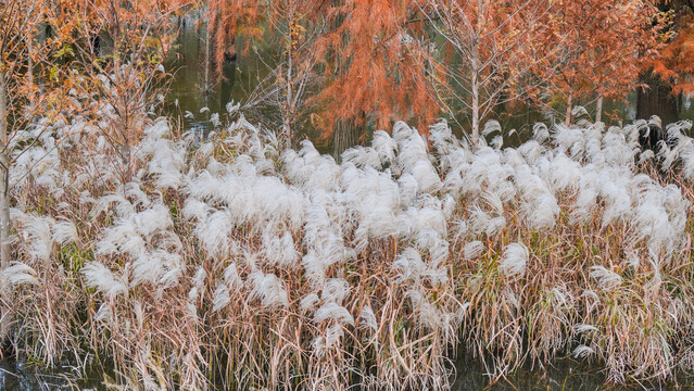 秋天白色的温暖芦苇