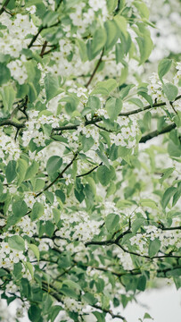 春天东钱湖畔的梨花树