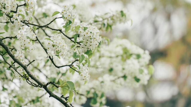 春天东钱湖畔的梨花树