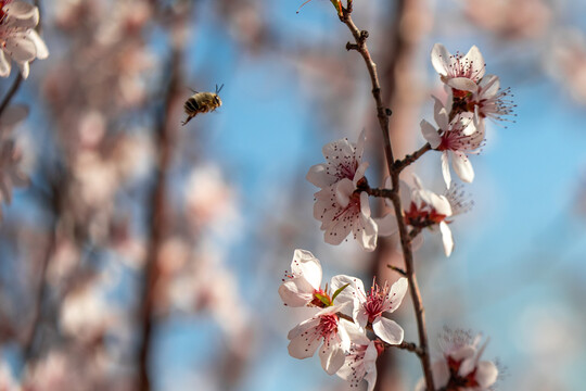 蜜蜂采桃花