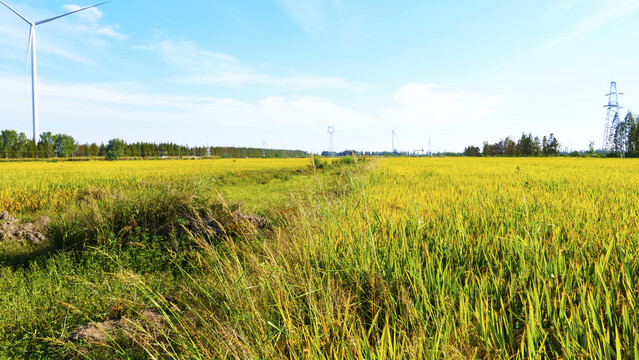 稻田