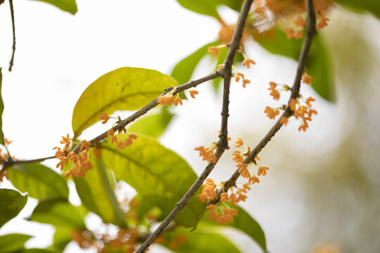 桂花丹桂微距特写