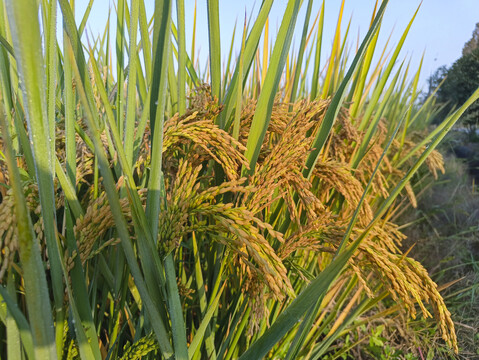 拍摄高产水稻