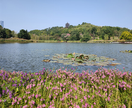 广西南宁青秀山樱花园樱语阁