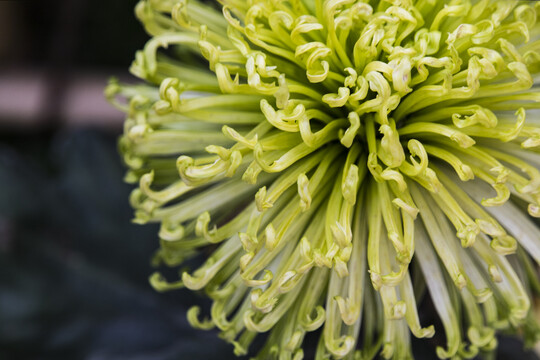 菊花细节