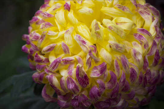 菊花