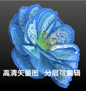 蓝花朵
