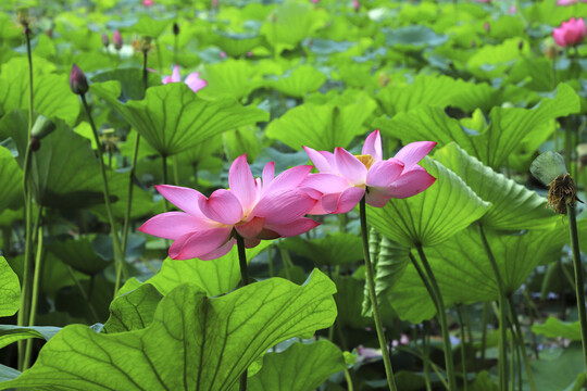 荷花