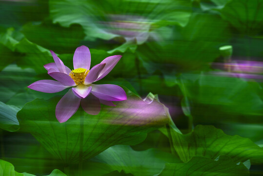 荷花多重曝光