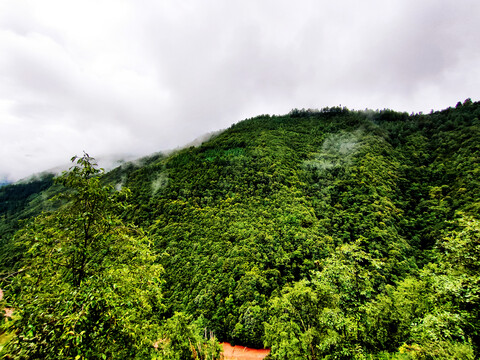 雨雾缭绕的森林山麓