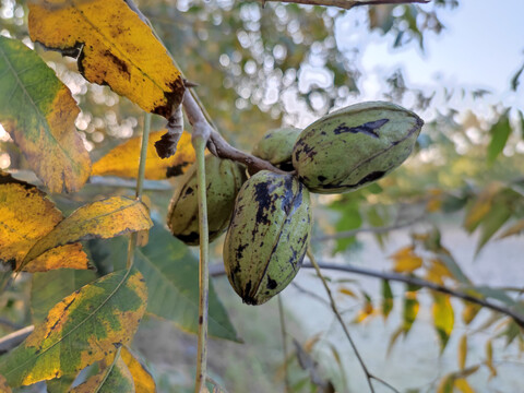 碧根果长寿果