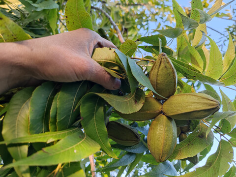 碧根果长寿果