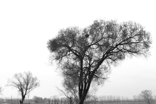 冬天的大树