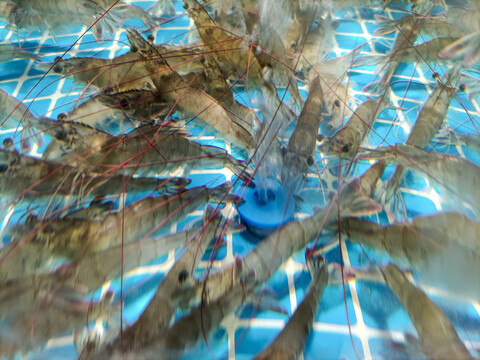 八节虾