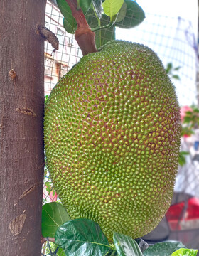 菠萝蜜