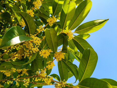 桂花