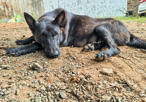 中华田园犬