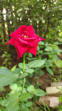 玫瑰蔷薇