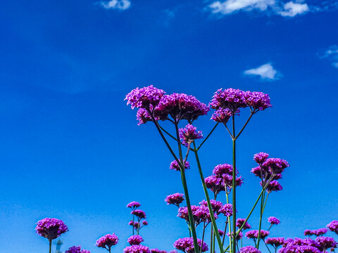 马鞭花