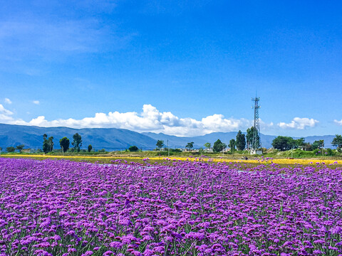 马鞭花